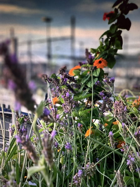 Bild zum Event: Pflanzenmarkt in der Remise Rosa 