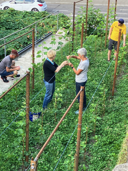 Bild zum Event: Winzer an der Arbeit