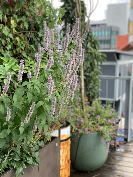 Bild zum Event: Führung durch den Garten von Frau Gerold