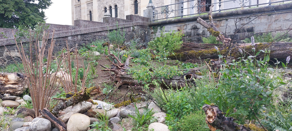 Bild zum Event: Wildbienen Paradies Kirche Enge