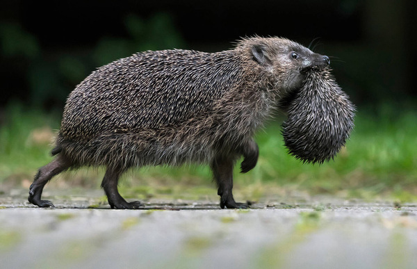 Bild zum Event: Natur im Garten