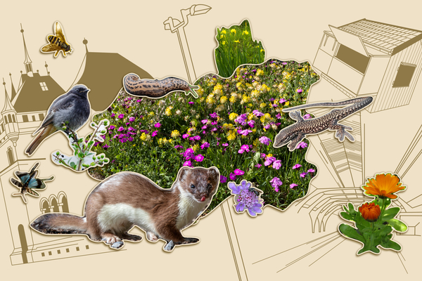 Bild zum Event: Vernetzte Natur - Lebenswerte Stadt