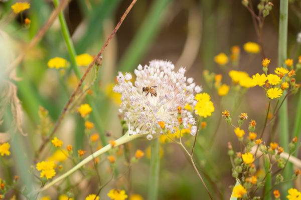 Bild zum Event: Weltbienentag-Workshop: Bau dein eigenes Bienenhotel