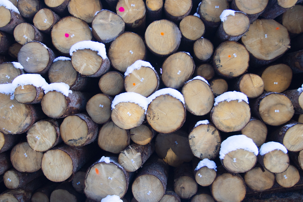 Bild zum Event: Von der Natur zur Stadt –  der Baustoff Holz