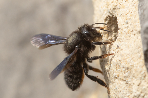 Bild zum Event: Wo wilde Bienen wohnen