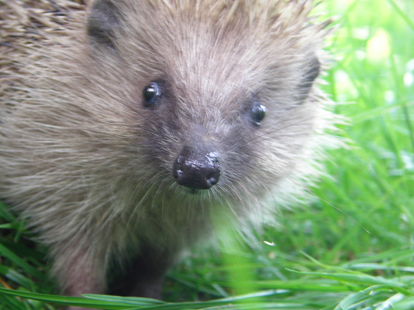 Bild zum Event: Das Stacheltier im Quartier