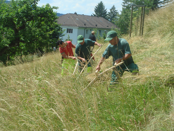 Bild zum Event: Einfach mähen mit der Sense