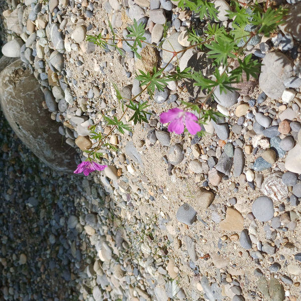 Bild zum Event: Grüner Jakob