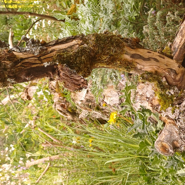 Bild zum Event: Begegnungsgarten Stadtkloster