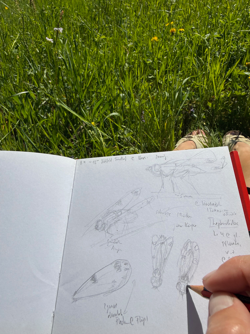 Insektensketching_NinaK_1