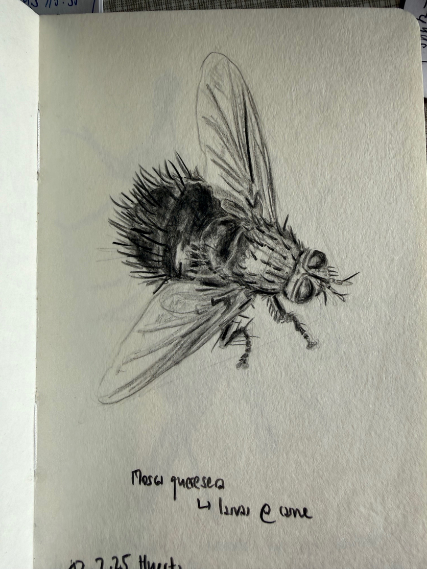 Insektensketching_NinaK_5